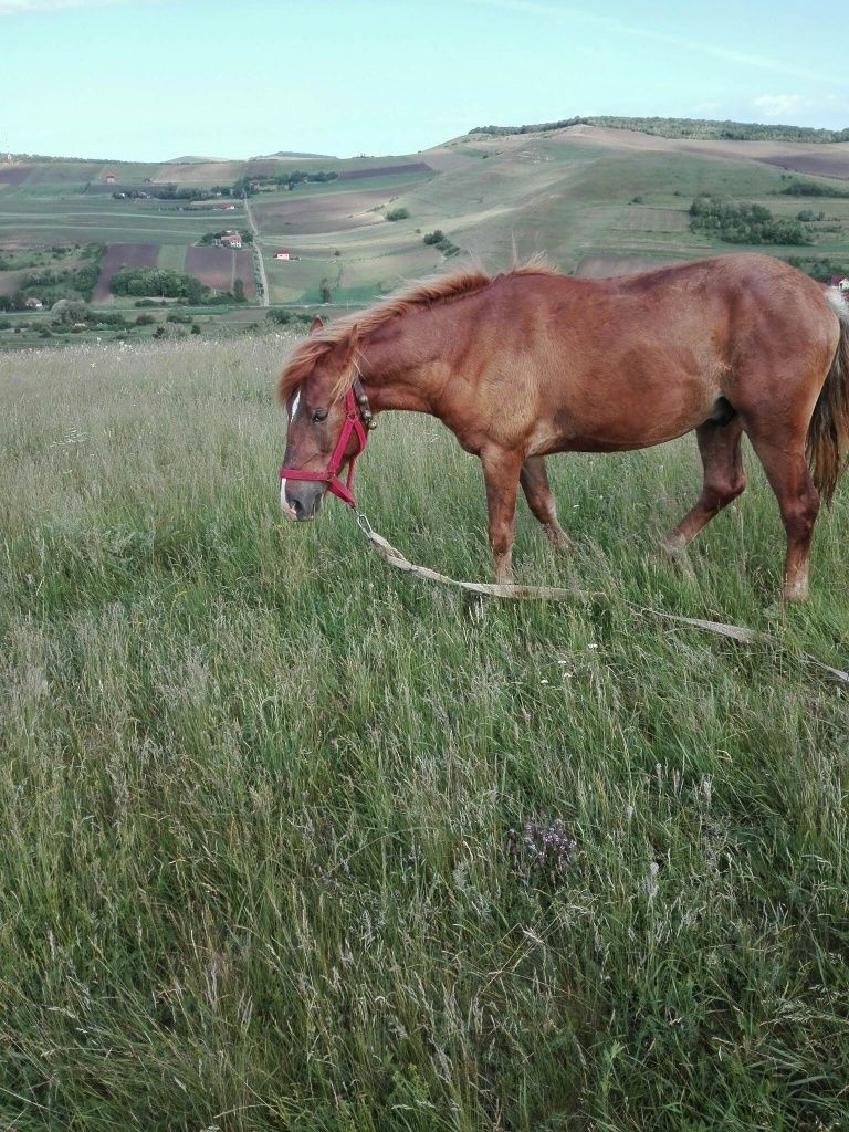 Vând  sau schimb cal de doi ani jumate