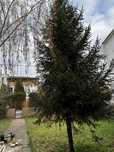 vand brad de craciun cu inaltime intre 7 si 10 m