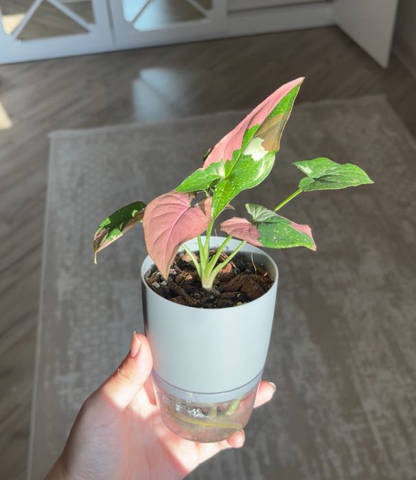 сингониум ред спот триколор, монстера альба