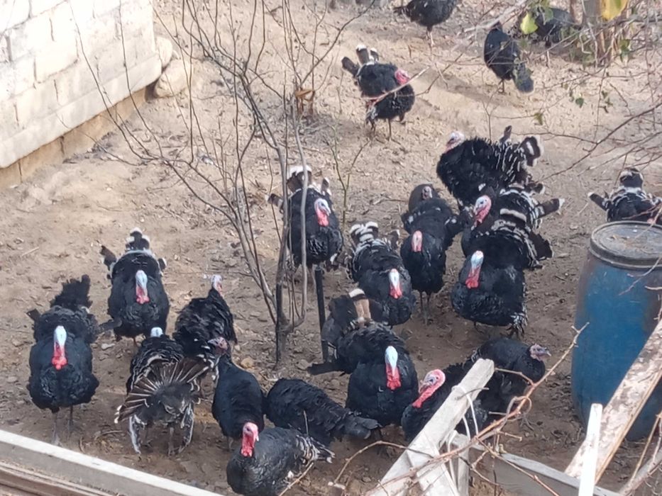 Күрке Тауық / Түйе тауық / Үндік / Индюки / Индейка / ундик 34/13/21