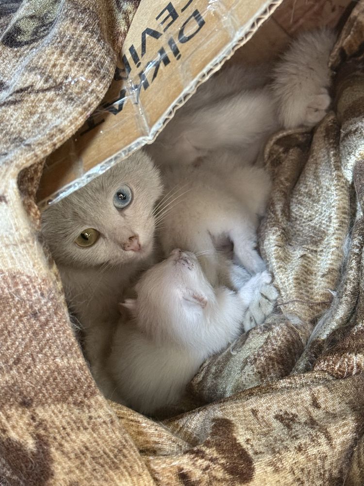 отдам котят в добрые руки