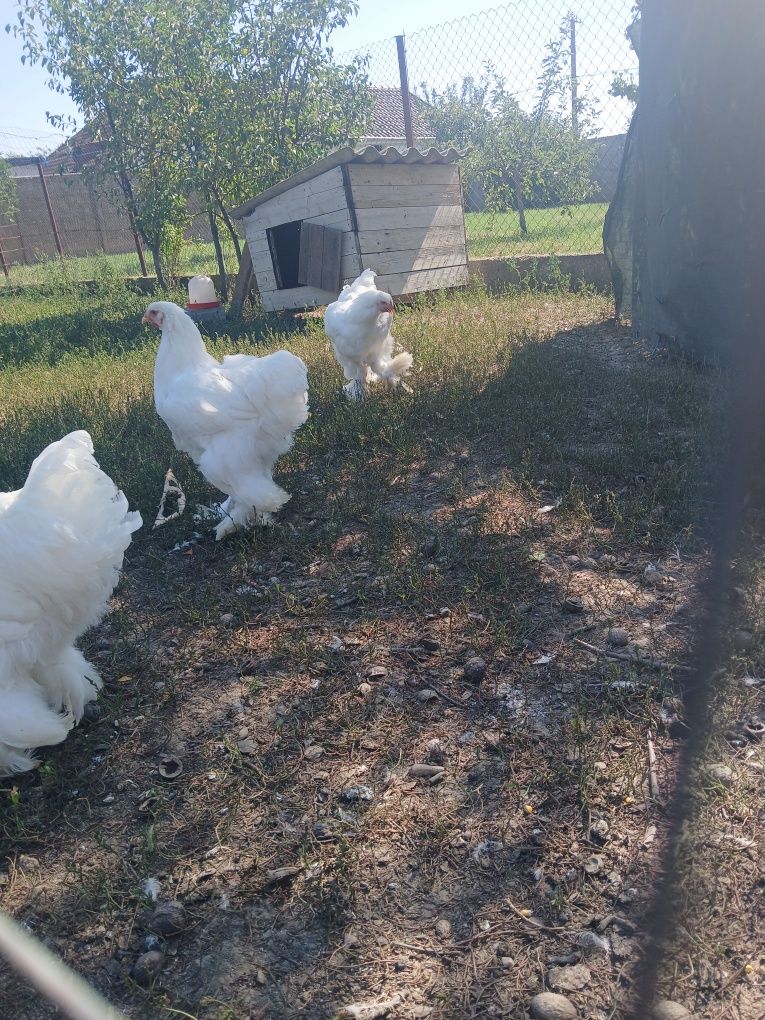 Vând cocoșii brahma ALB.