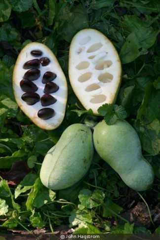 Asimina triloba, Асимина, Пау-пау, Индиански банан