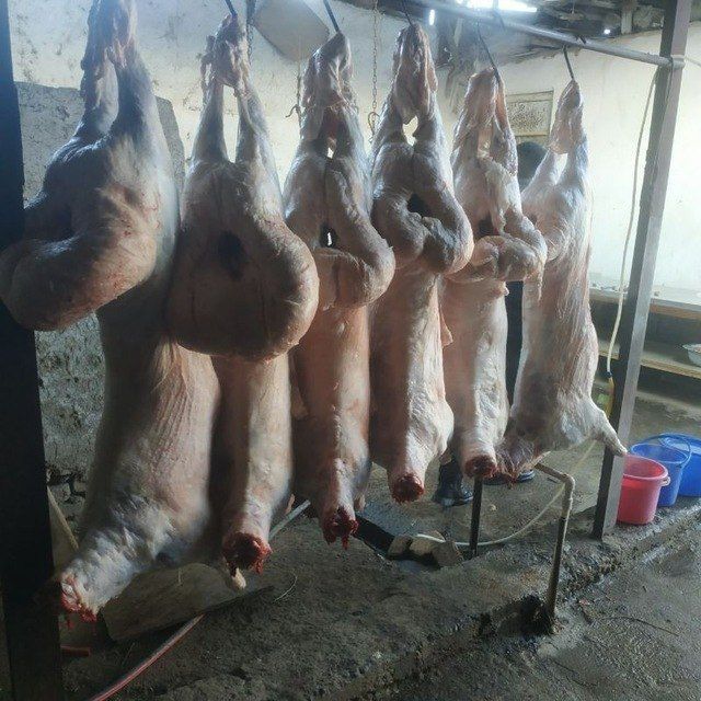 Qõylar Qassob xizmati 140.000 sõyilgandan keyin tortladi kilosga