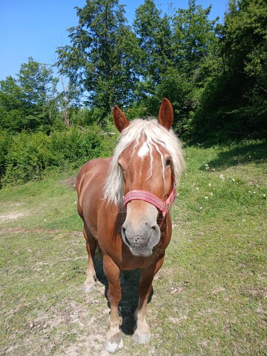 Iepe de vânzare 4 și 5 ani