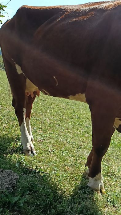 Baltata Româneasca de vânzare