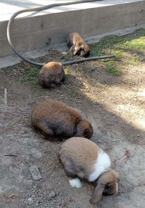 Toza zotli karlik quyon onasi va bolalari sotiladi