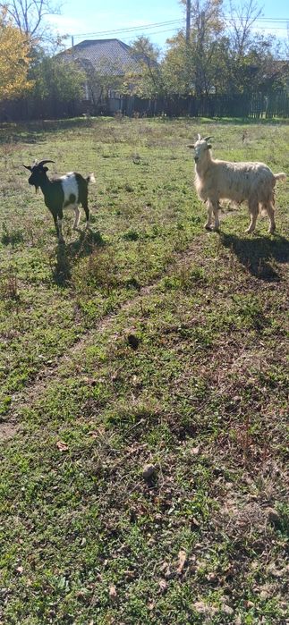 Vând.2 capre tinere gestante la a2 fătare bune de lapte se afla în jud