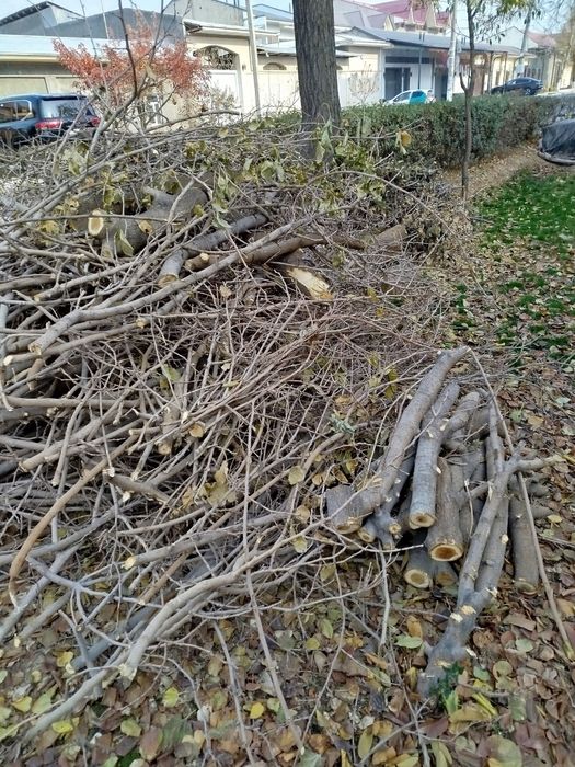 Ŏtinlar tekinga beriladi, tut daraxti