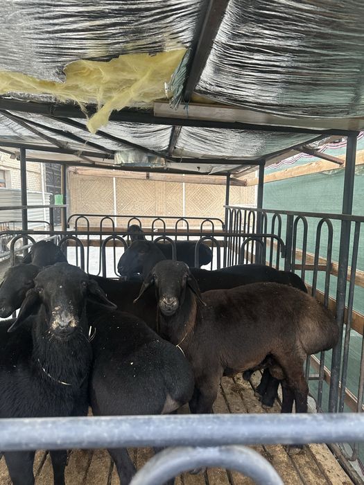 qõchqorlar sotiladi