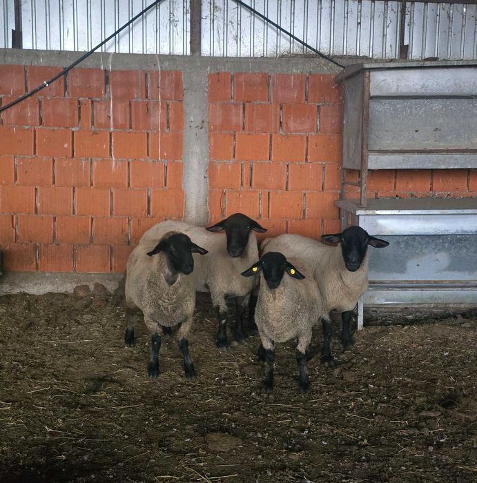 Berbeci suful de 2 ani douo bucăți