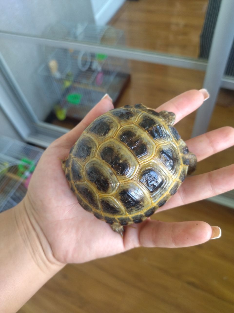 Черепахи красивые