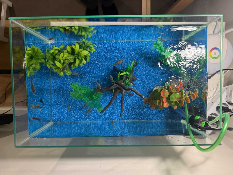Acvariu 25L cu accesorii + guppy