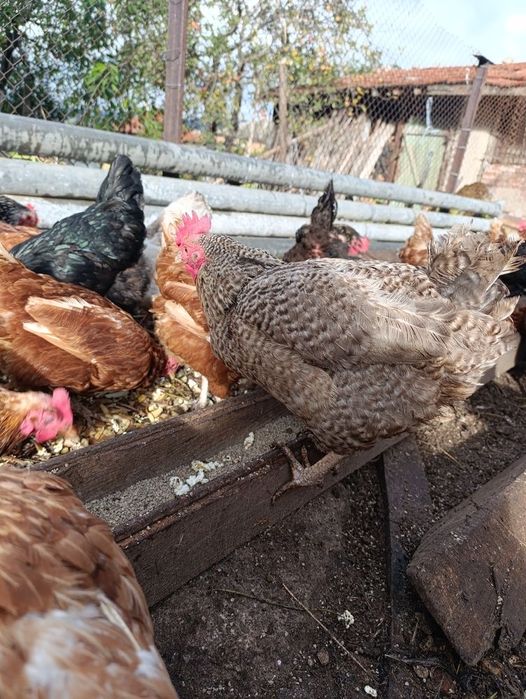 Продавям кокошки