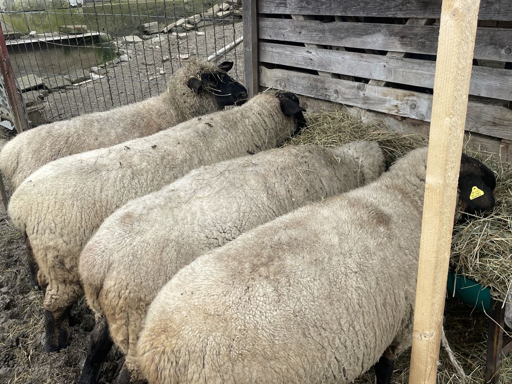 Miei și oi Suffolk in Arges de Vânzare