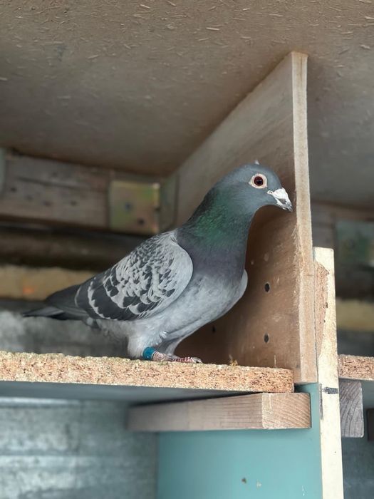 Porumbei voiajori matca si tineret