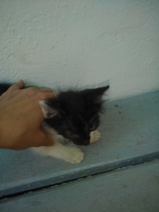 Милые котята,2 месяца