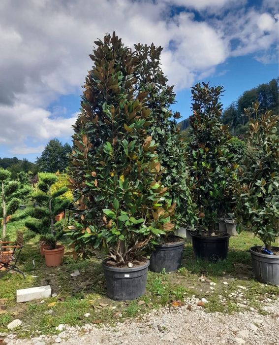 Magnolia grandiflora – Frumusețe nobilă și eleganță naturală