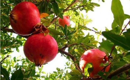 Pomi Fructiferi Exotici (Rodiu )