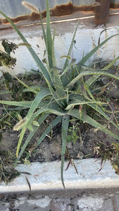 Продам цветок алоэ большой