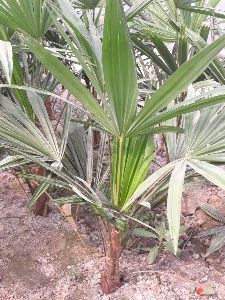 palmalar sotiladi narxi kelishiladi ishonchli dehqonchilik
