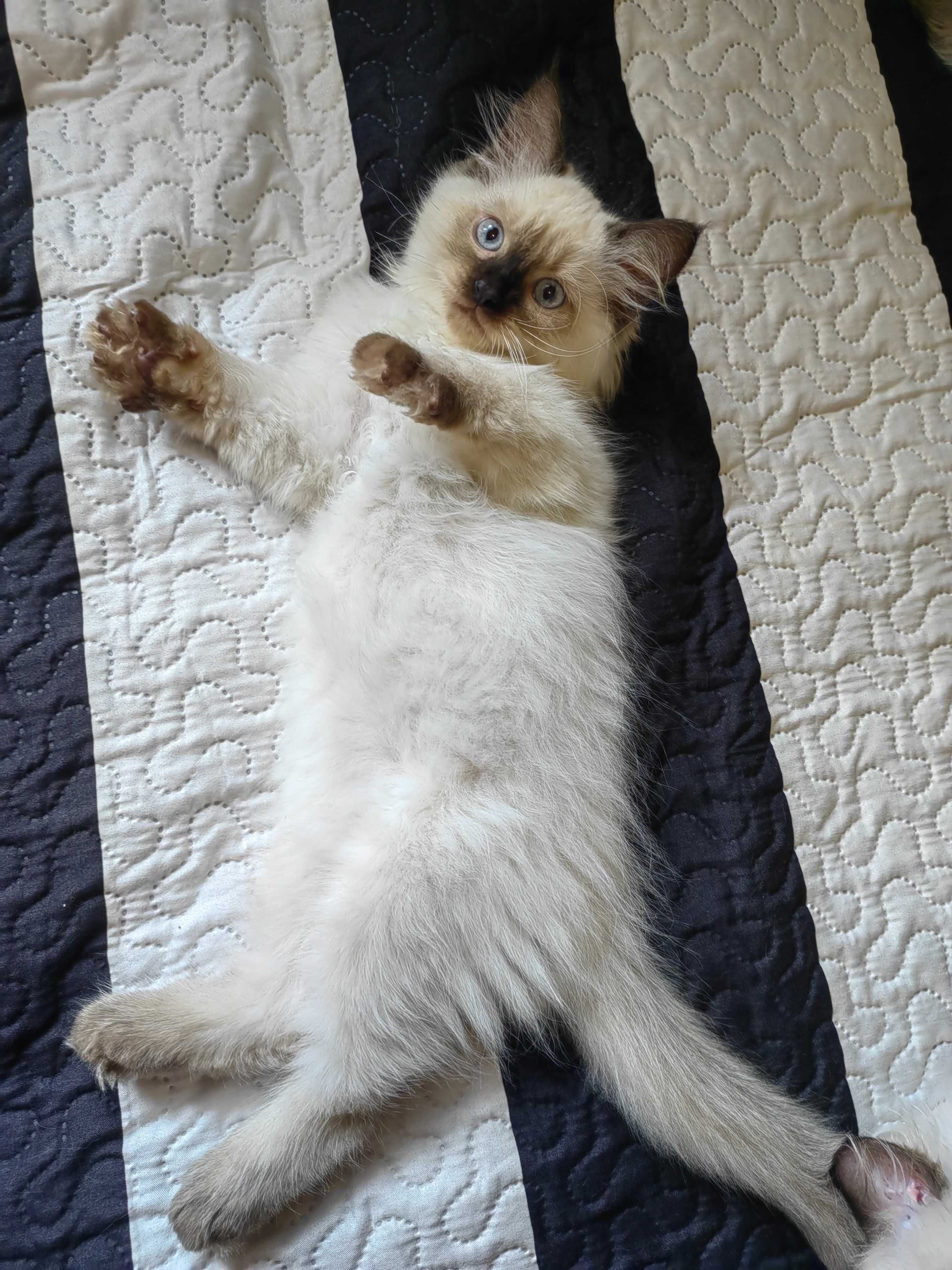 Чистокръвни Ragdoll котенца на СПЕЦИАЛНА ЦЕНА