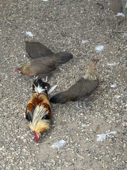 Vand familie gaini phoenix