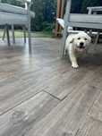 Pui fetiță 10 săptămâni Golden Retriver
