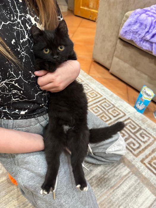 Отдам котенка в хорошие руки