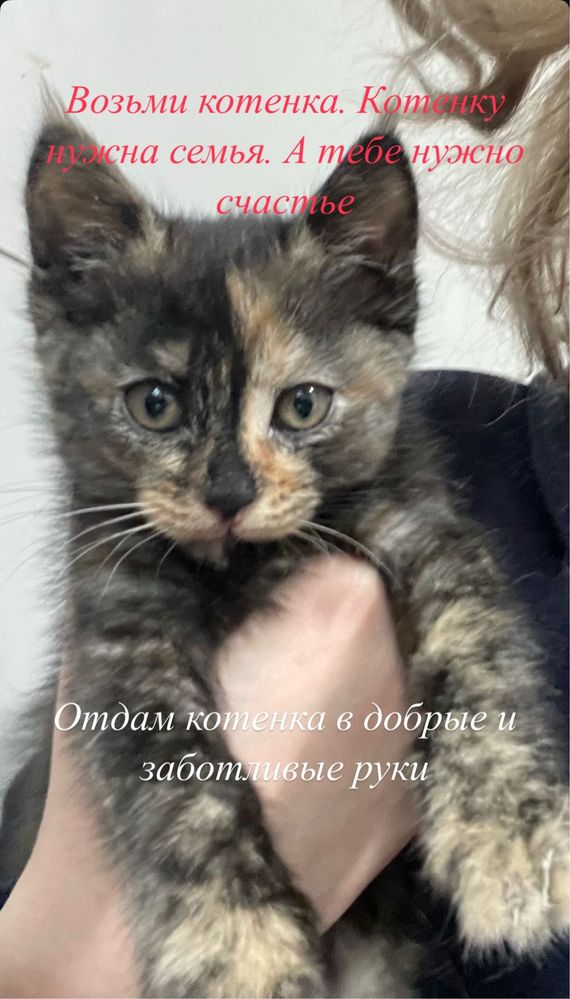 Котенок черепашка