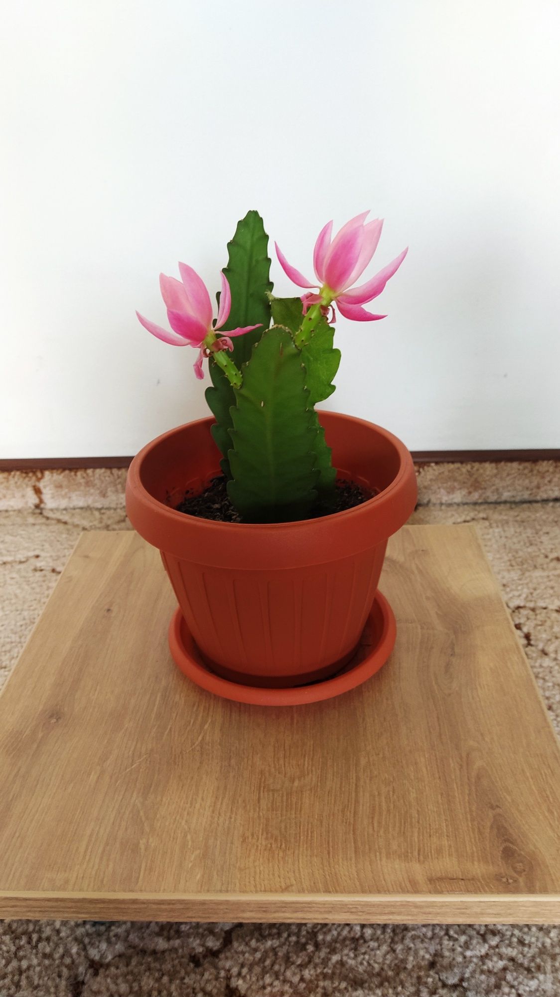 Vând Aloe Vera și Cactus Epiphyllum