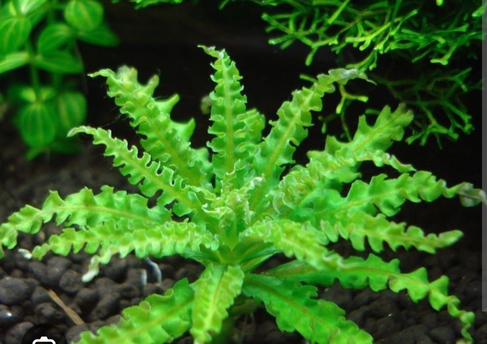 Продам аквариумные растения