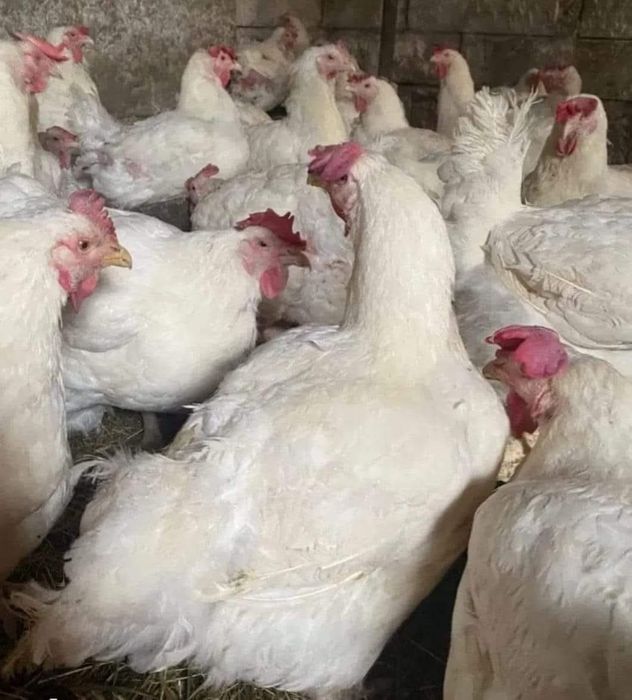 Gaini albe bune de sacrificat