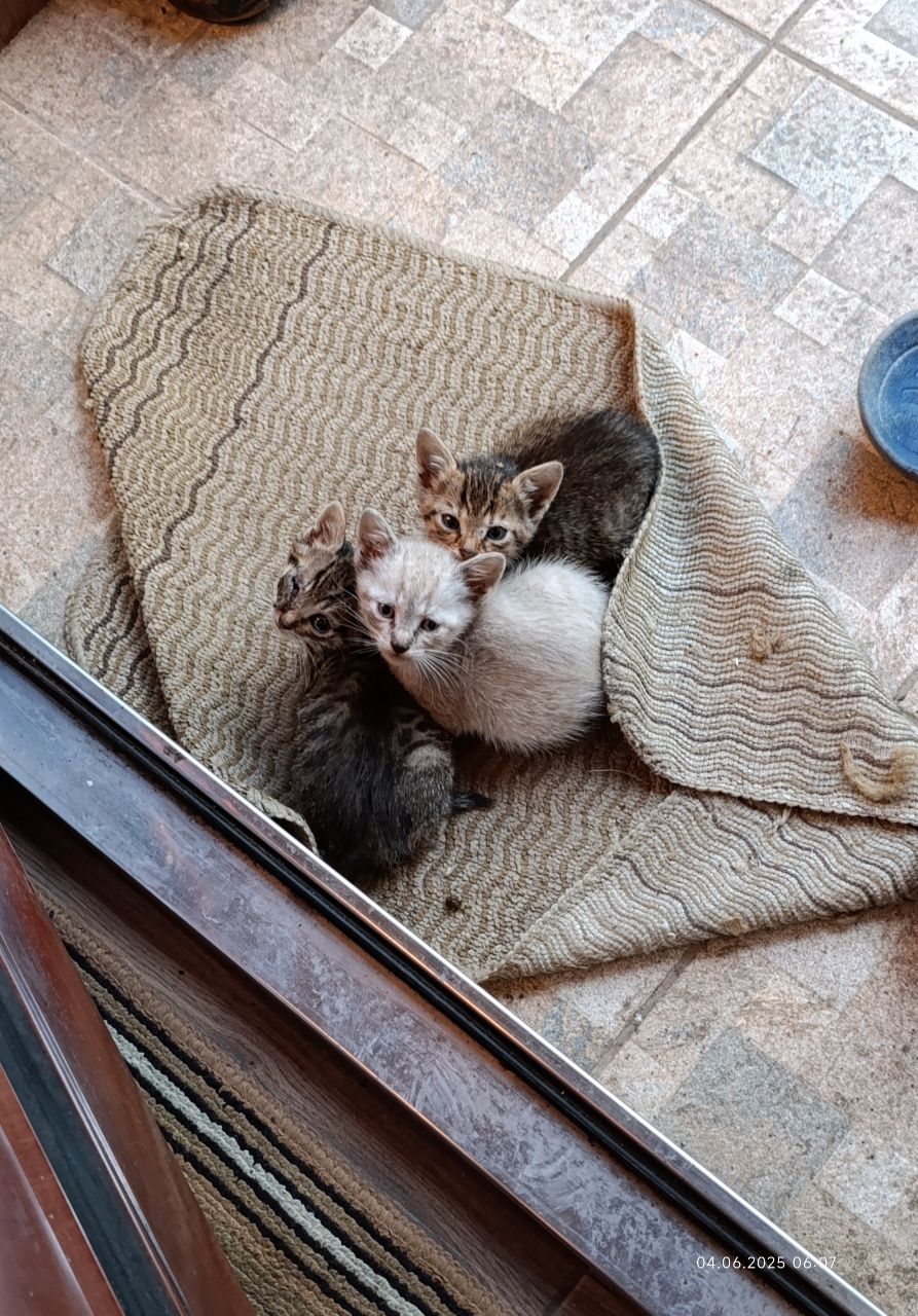 Подаряват се котенца