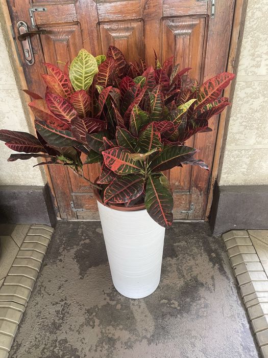 Кротон,Аглоанемы,Дифенбахия,Цикас,