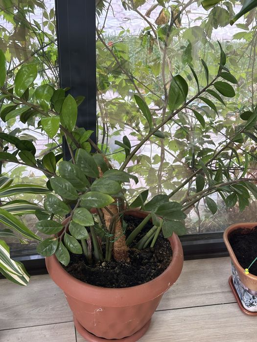 Комнатные цветы разные