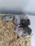 Vând hamsteri pui