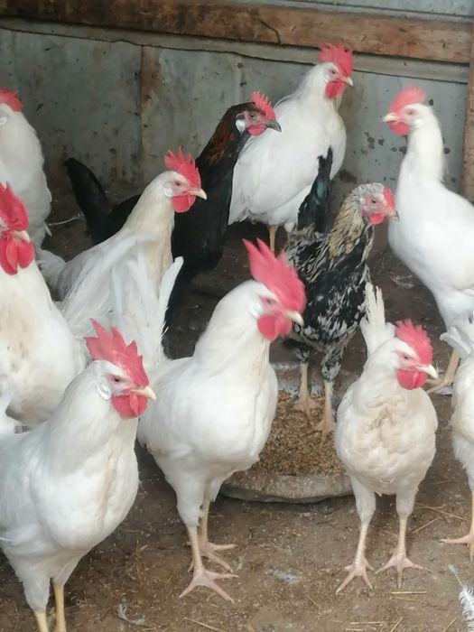 Продам петушков породы легорн и домашних.Әтеш сатамын  легорн пародасы