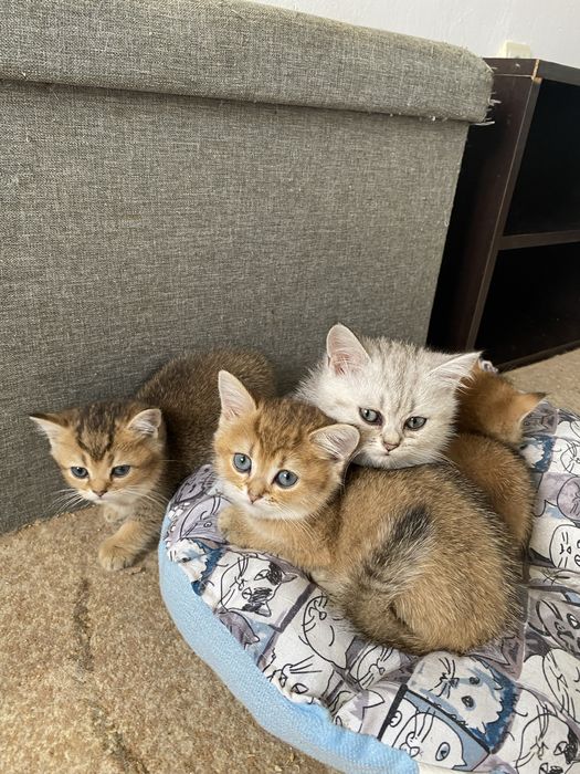 Британски късокосмести котета