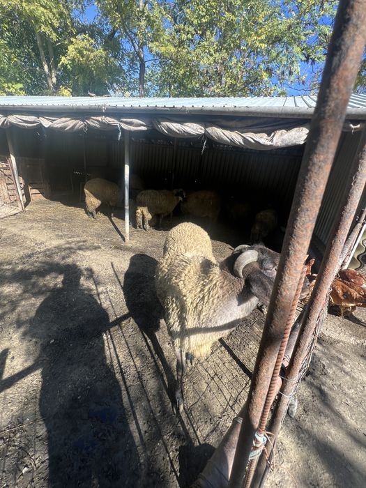 Vand oi si berbeci carabasi