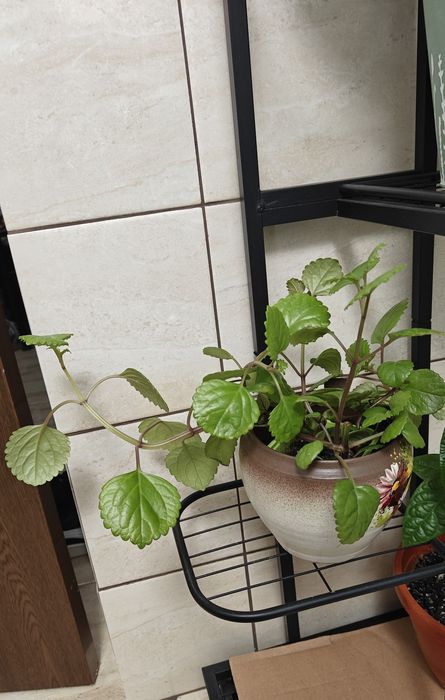 Plantă de apartament - Iederă suedeză