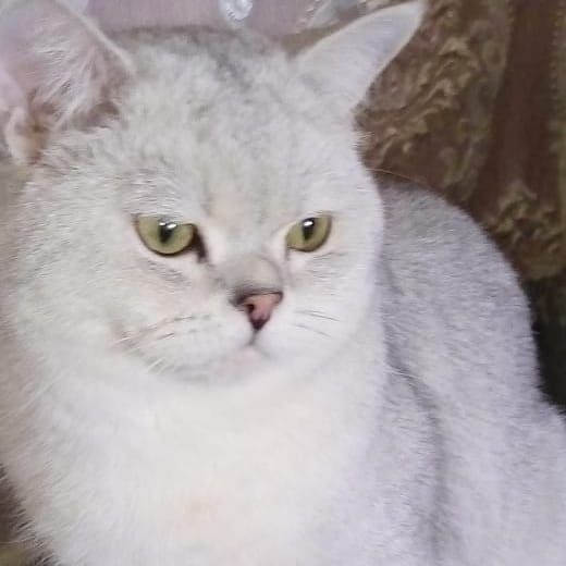 Британец серебристая шиншилла. Вязка кота.