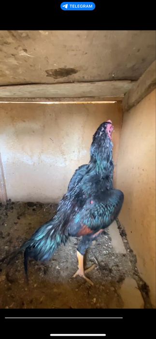 Бардовый тоззаси апрел жужа