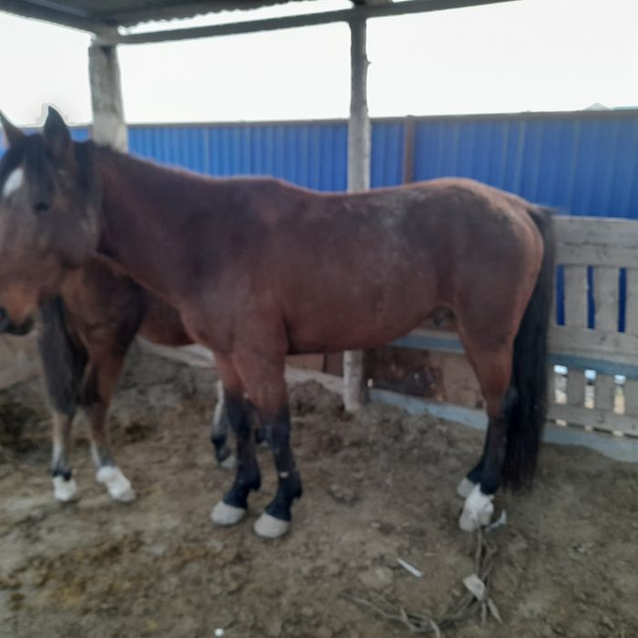 Еркек құнан сатамын. Үйреттт, ат қылуға, айғыр ретінде үйірге салуға б