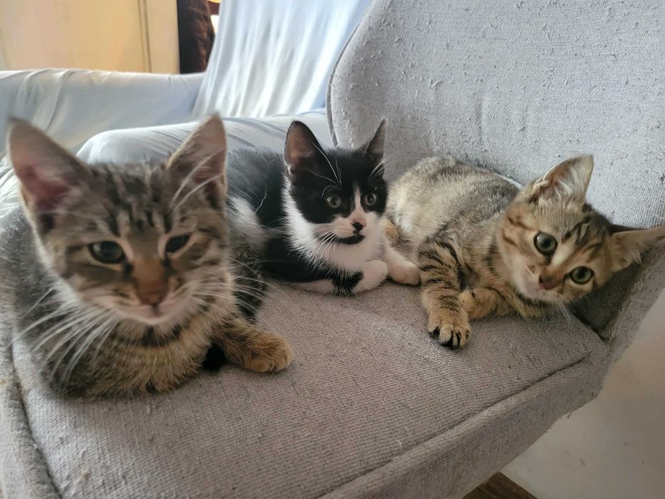 Подаряват се три котенца на два месеца