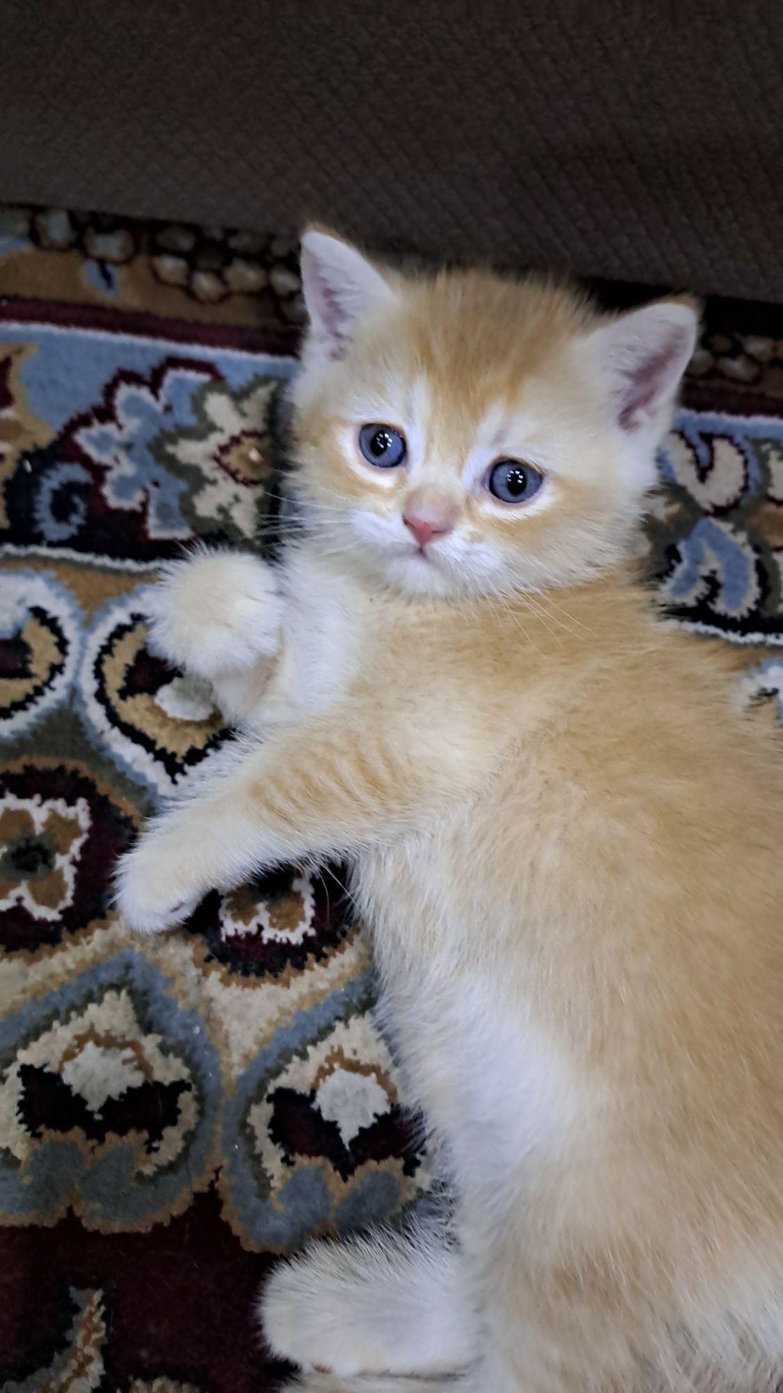Котёнок, 5 недельная шиншилла