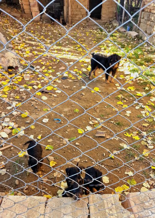 ягдтериер кучета