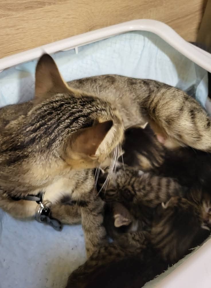 5 котенца си търсят дом!