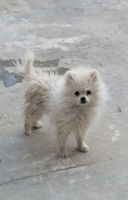 Kichkina German shpits