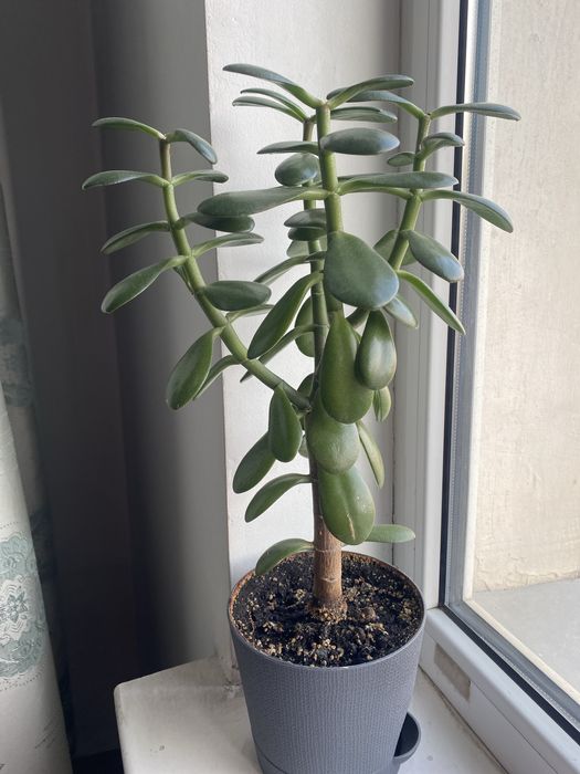 Денежное дерево Крассула Толстянка